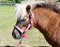 Rhinegold Einhorn-Halfter und Seil-Set – Shetland – Rasp, Himbeere