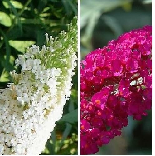 2 x Buddleja (lilla estiva): White Profusion (bianco) + Royal Red (rosso) | perenne e resistente all'inverno - Buddleia | 2 x vasi da 1,5 litri