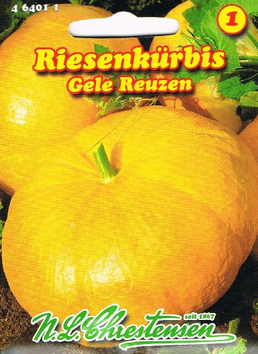 Riesenkürbis Gele Reuzen Kürbis
