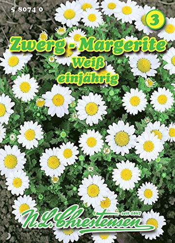 Chrysanthemum paludosum, Zwerg-Margerite weiß N.L.Chrestensen Samen