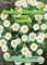 Chrysanthemum paludosum, Zwerg-Margerite weiß N.L.Chrestensen Samen