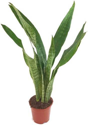 Fangblatt - Sansevieria Aubrytiana Dragon - pflegeleichte Zimmerpflanze perfekt fürs Büro - trendiger Bogenhanf ca. 50 cm hoch - pflegeleichte Grünpflanze