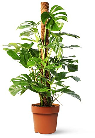 Monstera Deliciosa o Costilla de Adán | Planta natural de interior estilo tropical con altura 120-130 cm y con tutor incluido - Maceta del 24ø | April Plants