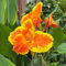 3 Pcs Canna Knollen Kaufen - Canna Indica - Canna Pflanzen Winterhart, Winterharte Kübelpflanzen, Blumen Für Balkon Cannas Canna Lily Zwiebeln, Flowers Decoration, Zimmerpflanzen Blumenzwiebeln