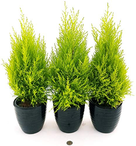 POWERS TO FLOWERS - CIPRESSO WILMA 3 PIANTE, IN VASO CERAMICA NERO A RIGHE, Vaso 14cm, piante vere