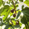 Hardy Fig Tree 'Brown Turkey' - Sweet, Juicy Fruits for UK Climate | Outdoor Garden Plant - 2X 3 Litre Potted Plants by Thompson & Morgan
