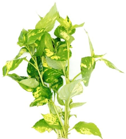 PlantasAcuario Planta acuática NOMAPHILA VARIEGATA Planta de Acuario Viva y Natural para acuarios plantados en Maceta de 5cm