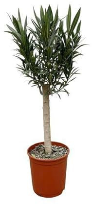 Rosenlorbeere - Nerium Oleander auf Stiel mit weißer Blüte - 110cm - Ø22cm