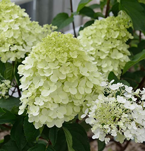Rispenhortensie Little Spooky 30-40cm - Hydrangea paniculata - Gartenpflanze
