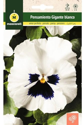 Mascarell Semillas, PENSAMIENTO GIGANTE BLANCO CENTRO VIOLETA, Semillas Flores Exterior para Decoración, 0,25 Gramos