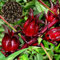 50 Stück rote Roselle-Samen mit hoher Keimung, wetterbeständige Topfgarten-Hibiskus-Sabdariffa-Samen für Parterre Rot