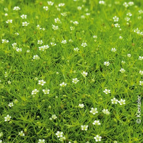 Sternmoos 'Scotch Moos' weiß, Topf-Ø 12 cm, 3er-Set