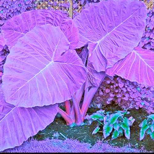 CSSWAIA Magic Colocasia,De Elefante Planta,Oreja De Elefante,Bulbo De Oreja,JardíN Perenne Agradable-8bulbos-d