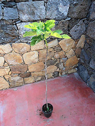Pianta di fichi Albero fico Brigiotto bianco - Imballaggio speciale protettivo