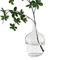 BUICCE Small Clear Glass Jug Vase Round Flower Decorative Bubble Vase for Pampas Grass Farmhouse Decor