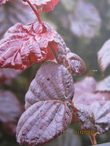Rotlaubige Haselnuss Annys Dream - Corylus avellana Annys Dream