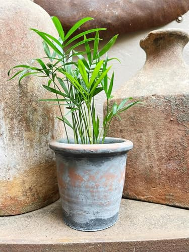 Vintage Geranium Plant Pot, Roll Top Tapered Orange Plant Herb Flower Garden Rustic Pot Planter, Aged Grey Stone Rustic Terracotta Weathered Cactus Bulb Planter