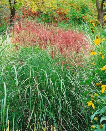 Miscanthus sinensis 'Sirene' C10 - Chinaschilf, Winterhart & Pflegeleicht, Ziergras für Garten & Balkon, 1 Pflanze