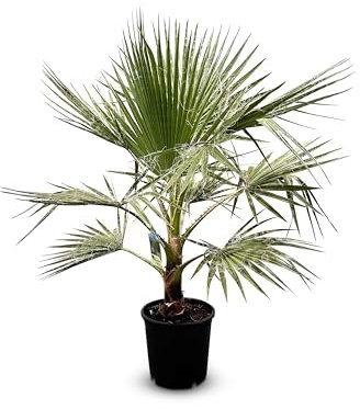 Sunny Tree - Palma - Washingtonia Robusta - 140-160 centimetri incluso vaso - Palma messicana