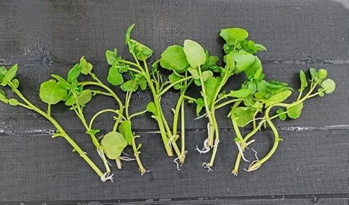 10 x Stems Water Cress Nasturtium officinale Pond Marginal Bog Plants Watercress/Good Source of Vitamins/Salads