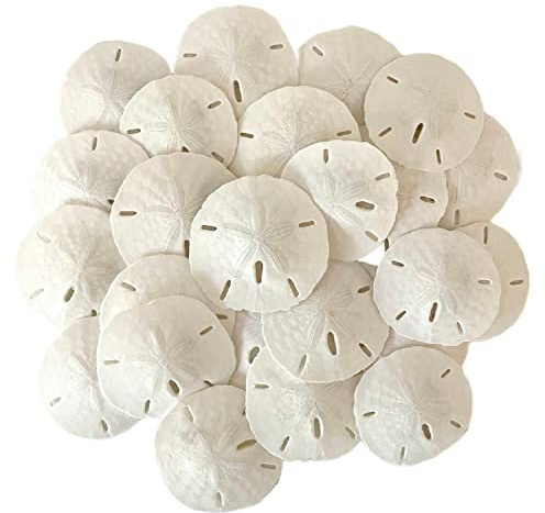 White Sand Dollars - Juego de 12 dólares de arena de 2 a 2.25 pulgadas, diseño de concha de mar de boda, recogido a mano y empaquetado profesionalmente