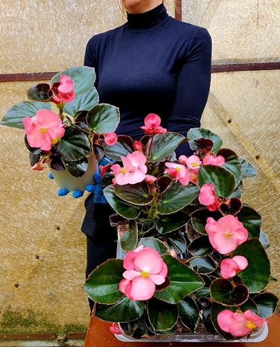 POWERS TO FLOWERS - BEGONIA BIG A FOGLIA VERDE SCURA E FIORE ROSA, 4 PIANTE VASO 14 CM DIAMETRO, piante vere