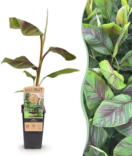Bananenpflanze - Japanische Faserbanane - Musa Ever Red - Obstpflanze - Winterhart - 2 Pflanzen - Topf 15cm Höhe 50cm