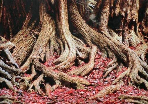 Dohse Aquaristik Rückwandfolie 300 cm x 60 cm Terrarien Aquarien Rückwand Hintergrund Dekoration Poster