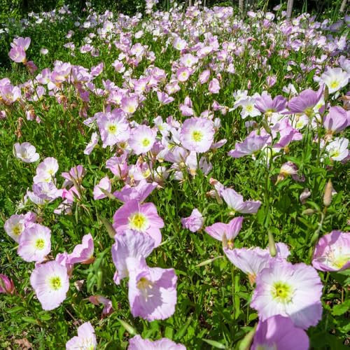 500 pcs nachtkerze pflanze samen blumensamen mehrjährig winterhart wildblumensamen，blumensamen balkon pflanzentopf，stauden hochbeete für garten，bodendecker samen winterhart balkonpflanzen，winterharte