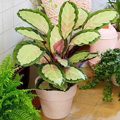 Fantastische 30-40cm Calathea picturata 'Argentea' Panaschierte Silberne Zierpflanze im Topf