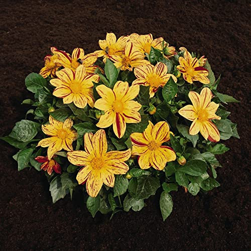 Dwarf Dahlia variabilis Seed 'Fireworks Mixed' Half-Hardy Annual Uniquely Striped Blooms Easy to Grow Your Own Outdoor Garden Free-Flowering Bushy Plants (Approx. 50 Seeds) by Thompson and Morgan