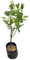 Árbol de Lima Persa Natural Citrus Aurantiifolia en tu Jardín