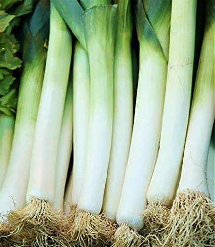 Leek, American Flag Leek Seeds, Non GMO, 25 Seeds PER Package, Great for Soups, Stews, Salads Or As A Garnish. Large American Flag Seeds Produce Leeks with Large Stems and Leaves.