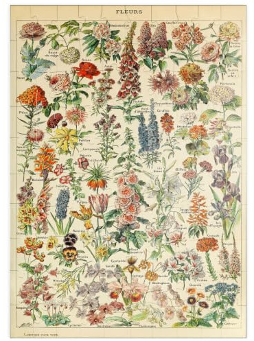 MyPuzzle Fleurs - Blumen für Alle, Vintage Art Poster, Adolphe Millot - Premium 100 Teile Puzzle - MyPuzzle Sonderkollektion von Havana Puzzle Company