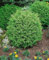 Chamaecyparis lawsoniana 'Globosa' 60-80 cm - Kugel-Scheinzypresse, immergrün, kompakt, ideal für Hecken und Kübel, pflegeleicht, winterhart