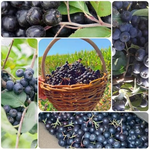 500 piezas Semillas de aronia - árbol bonsái árboles frutales columnares Aronia melanocarpa, plantas de interior exóticas fruta columnar fruta fresca cama elevada semillas