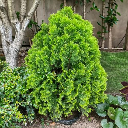 10 pcs Zypresse Samen, Lebensbaum Samen, bonsai bäumchen kaufen Platycladus Orientalis Samen - Zypresse - immergrüne pflanzen winterhart bonsaibaum geschenke für gartenfreunde garten