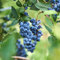 Heidelbeeren Pflanzen Samen Winterhart Obst Heidelbeerstrauch Sukkulenten Kletterpflanzen ObstbäUme Blaubeeren Pflanzen Seltene Brombeeren Garden Bonsai Obstbaum Geschenke 50 Blueberry Saatgut