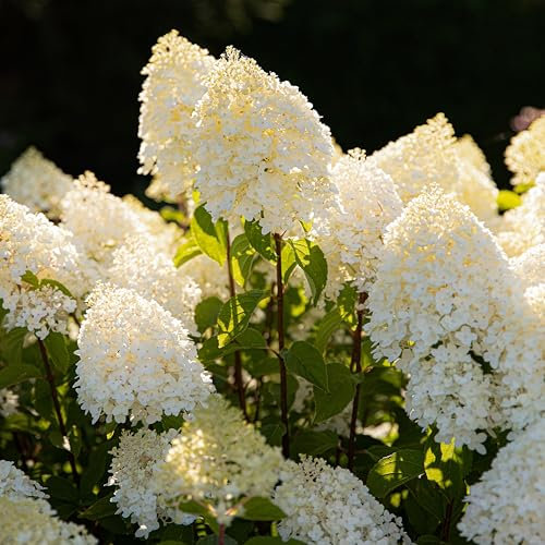 Sugar Rush (3 piante) Hardy Hydrangea Paniculata, vere piante di ortensia da giardino provenienti dall'Olanda (senza semi, senza fiori artificiali e senza artificiali), perenne per vasi e balconi