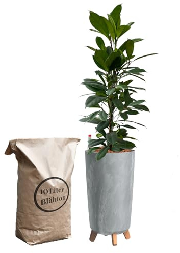Green Me Up Hydrokultur Zimmerpflanzen Set - Ficus Afrik. Feigenbaum - Wasserstandsanzeige - 10L Blähton - Vase Betonoptik Grau - Zimmerpalme - 110-120 cm - Pflegeleichte Büropflanzen