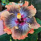 Mehrfarbig: 100 Stücke Riesen Hibiskus Samen 24 Arten Hibiskus Rosa-Sinensis Blumensamen Mix Farbe Hibiskus Baum Samen Für Blumentopfpflanzen