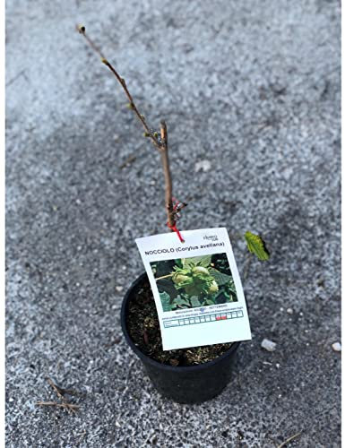 Albero NANO di Nocciolo (Varietà inviata in base alla disponibilità in vivaio)