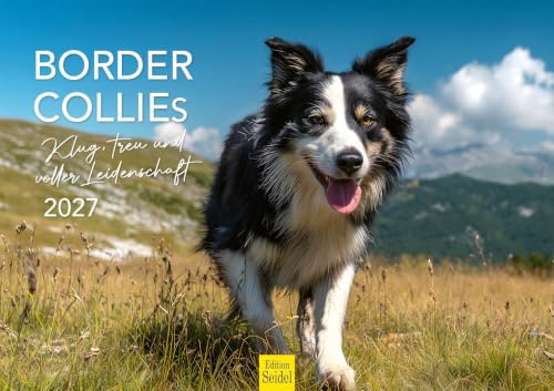 Edition Seidel Premium Kalender Border Collies 2027 DIN A3 Wandkalender Tierkalender Hundekalender Hunde Welpe Tierkinder Hunderasse Haustier