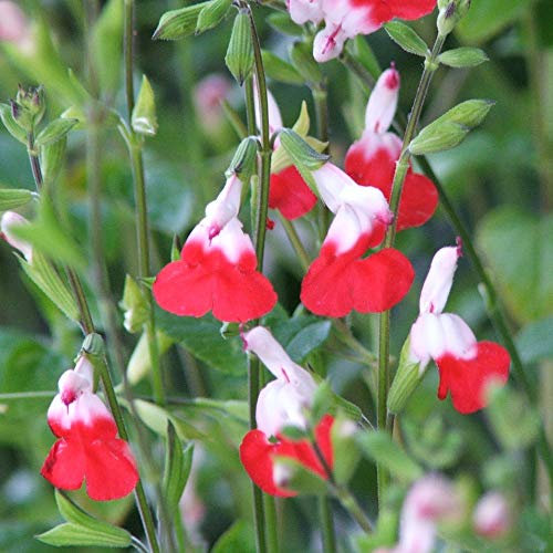 Potted Garden Plant Salvia, Ideal for Gardens & Outdoors Producing White and Red Flowers During Summer, 1 x Salvia Hot Lips Plant in a 9cm Pot by Thompson and Morgan