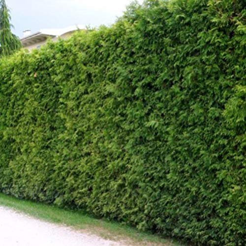 10 Thuja Brabant 80-100cm frisch vom Feld Gartenhecke Heckenpflanzen Immergrüner Lebensbaum Wurzelware Gartenpflanze