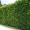 10 Thuja Brabant 80-100cm frisch vom Feld Gartenhecke Heckenpflanzen Immergrüner Lebensbaum Wurzelware Gartenpflanze