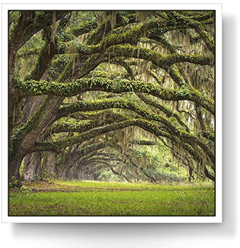 BilderKing Wandbild Baumallee Alte Eichen - 80 x 80cm Leinwand auf 2cm Keilrahmen mit Schattenfugenrahmen weiß