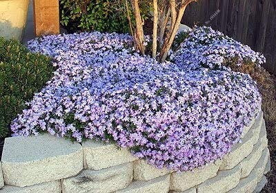 6: 2017 Nuovi semi di semi di fiori di Phlox, bagliore stellato di arrivo di Phlox da giardino, semi di fiori perenni Bonsai Pianta 100 pezzi