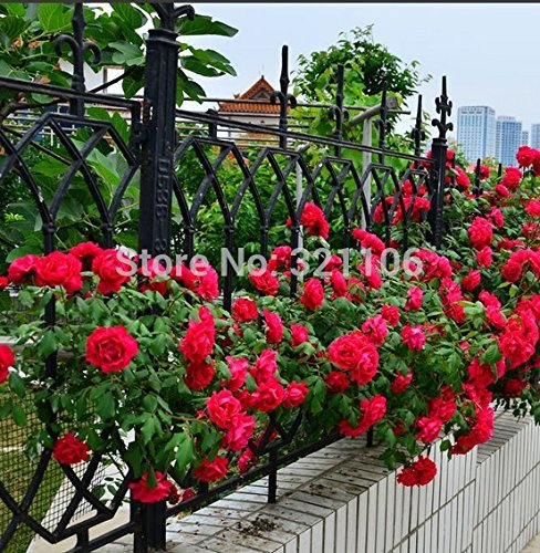 100 rose rampicanti rosse Samen, Erbschaft, herrlich, DIY Hausgarten-Blumen, Topf Hof