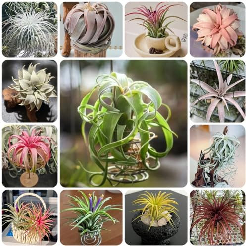 Semillas de plantas de Tillandsia, plantas verdes, semillas orgánicas Plantas de aire, Tillandsia, semillas variedades antiguas Decoración de plantas semillas de bonsái Plantas de 400pcs